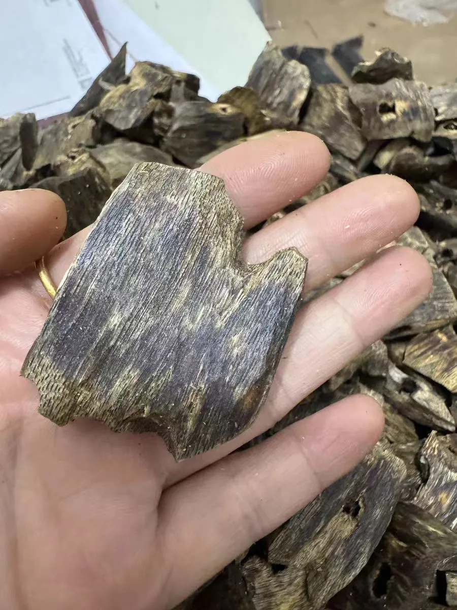 ​​Hands holding natural oud wood chips demonstrating authentic texture and premium quality.